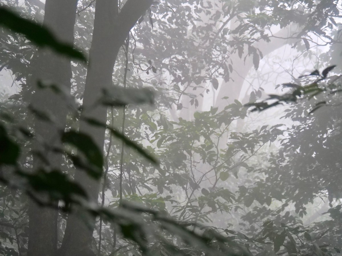 Vietnam 2024 – Keine wilden Tiere, dafür aber echter&nbsp;Regen-Regenwald